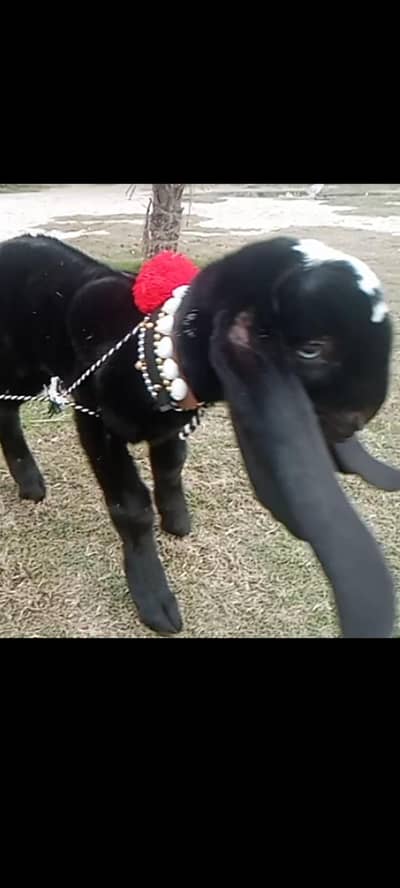 pure amrtsari betal male baby for sale