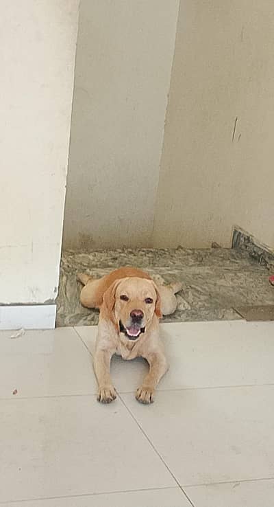 Labra Dog