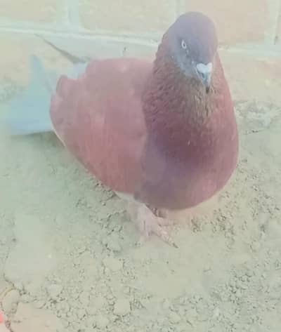 bannu pigeon