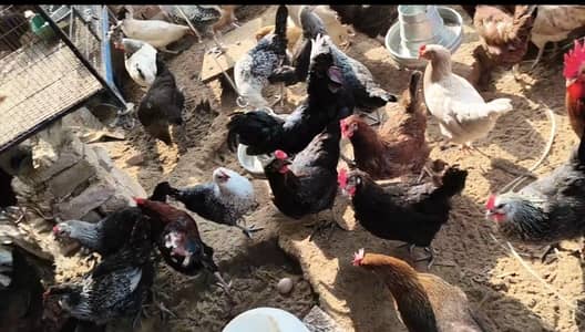 golden misri murgiyan for sale laction jalal pur jattan