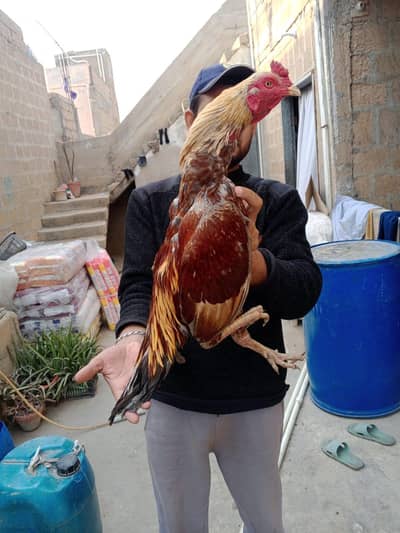 high quality maitha murga 03711036880