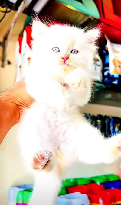 Persian | Cat baby | kittens | fluffy Low price   0Ʒ458786ᴥ୨7 ωᗩŤ$P