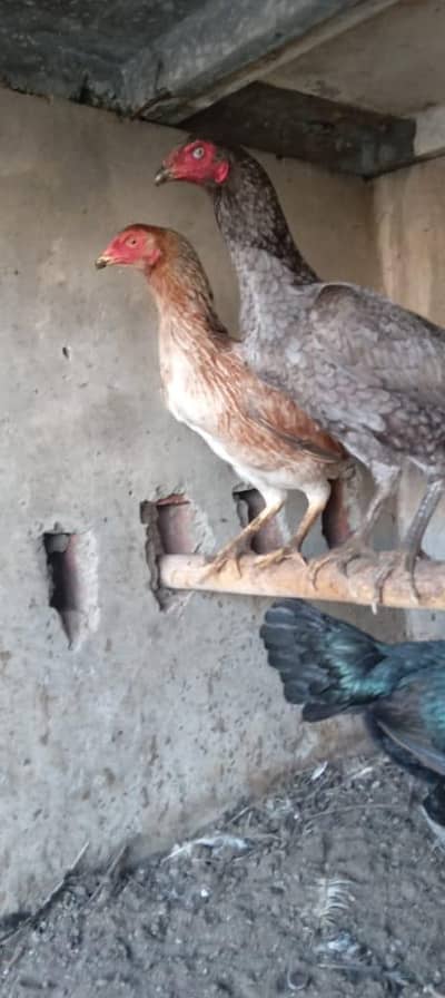 Pure Burmi female | Pakoay female | imported females