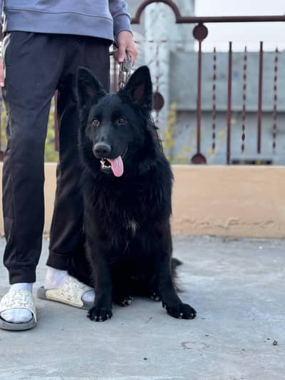 Black German Shepherd || GSD long coat female||