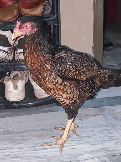 aseel mianwali breeder Madi egg lying