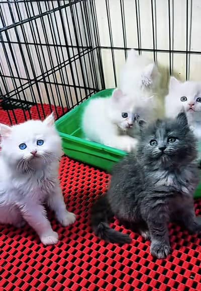 Persian | Cat baby | kittens | fluffy Low price   0Ʒ458786ᴥ୨7 ωᗩŤ$P
