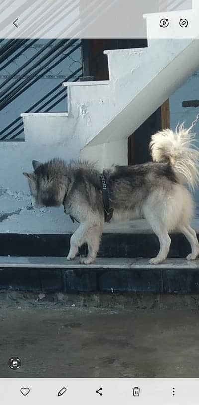 03005372889       03171622722