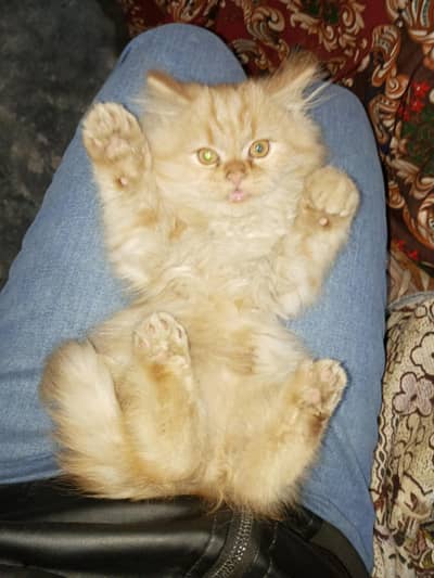 Persian cat 3rple coated