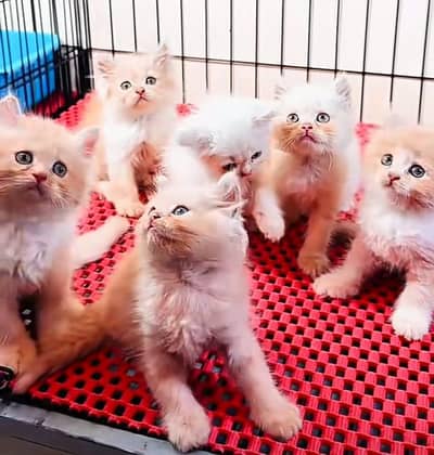 Persian | Cat baby | kittens | fluffy Low price   0Ʒ458786ᴥ୨7 ωᗩŤ$P