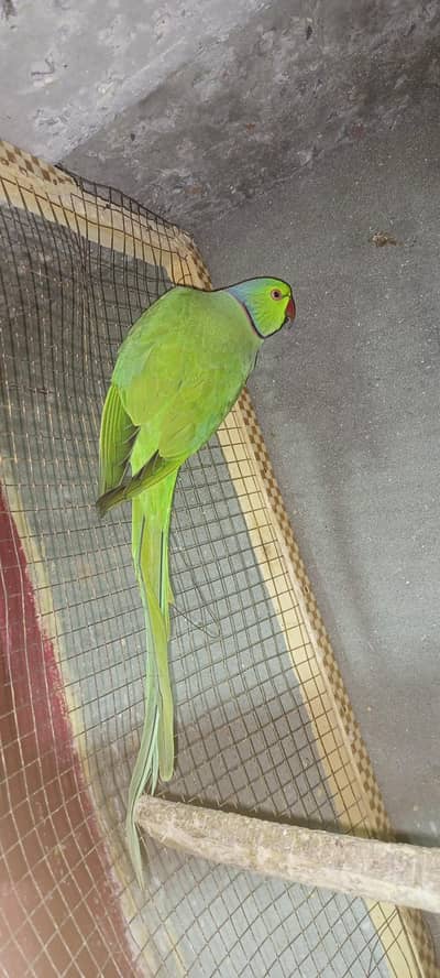 tame male green zero bite