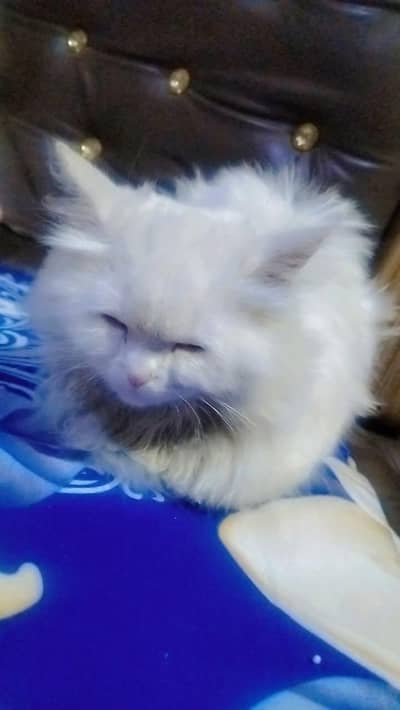 persian cat triple coat