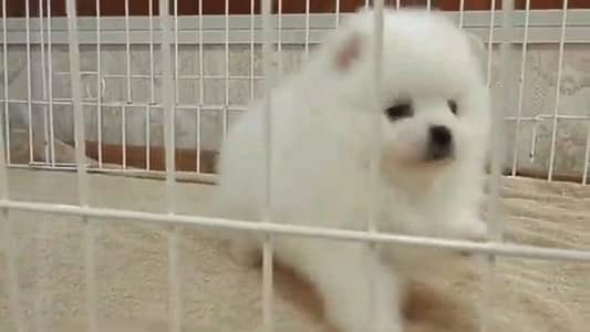 pomeranian puppies dog for sale