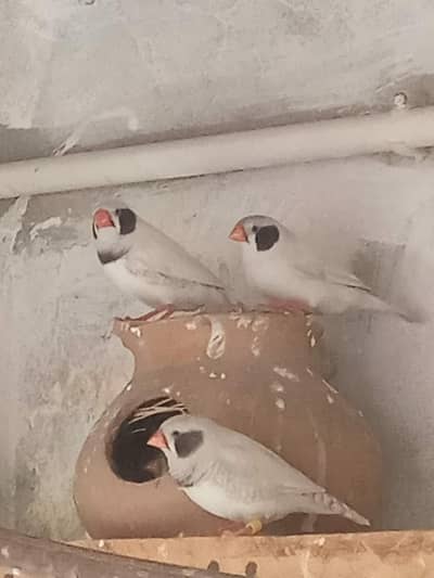 white zebra finch pairs