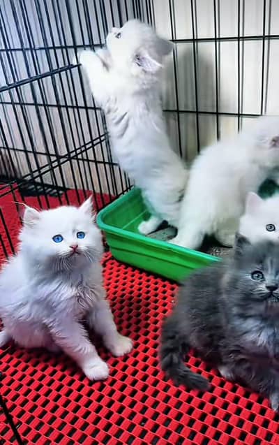 Persian | Cat baby | kittens | fluffy Low price   0Ʒ458786ᴥ୨7 ωᗩŤ$P