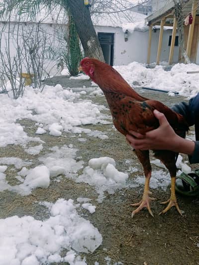 red and oreng aseel murga