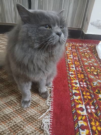 british breed cat for sell