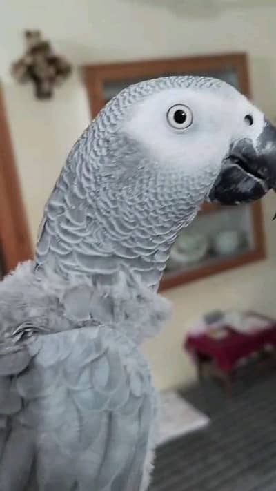 african grey male parrot for sale
