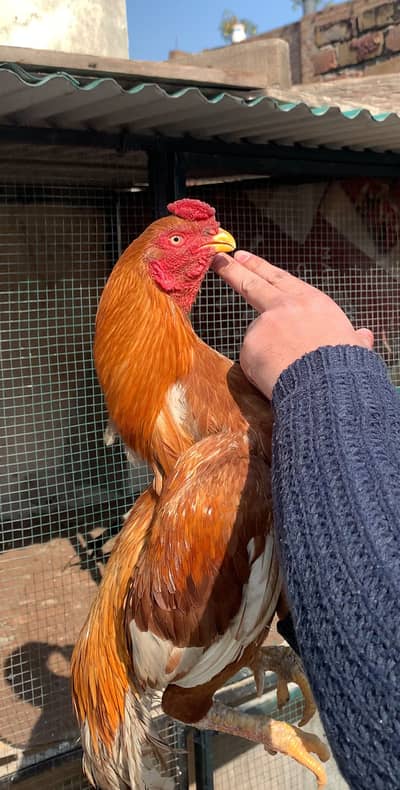 Peela Aseel | Aseel | Hen | Nayab | Peela