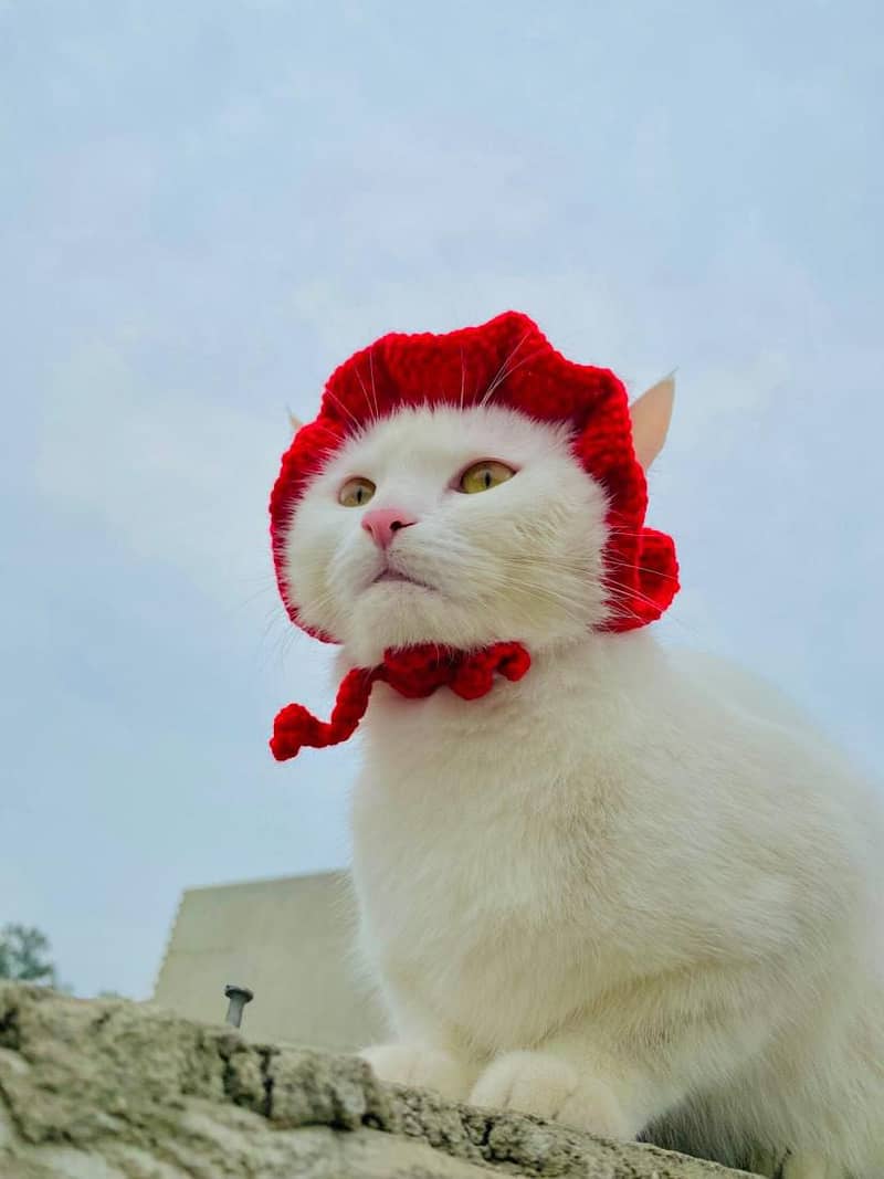 Persian spayed cat 0