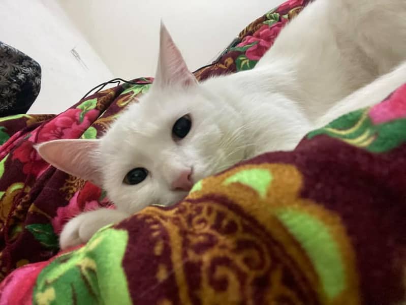 Persian spayed cat 1