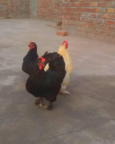 Black and white bantam