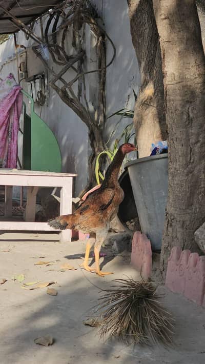 Japanese Shamo Female | Top Quality Female | Breeder