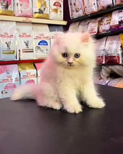 Persian | Cat baby | kittens | fluffy Low price   0Ʒ458786ᴥ୨7 ωᗩŤ$P