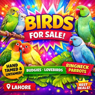Hand Tamed Budgies proper fully Tamed Bite free