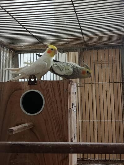 cocktail breeder pair