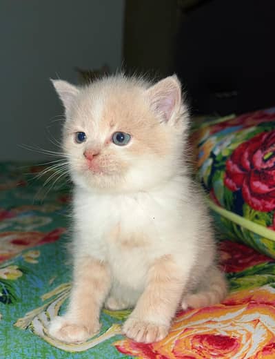 Persian Kitten