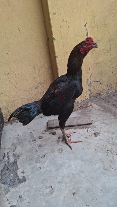 Aseel PATHAY FOR SALE  – Heavy Body,Tall heigt