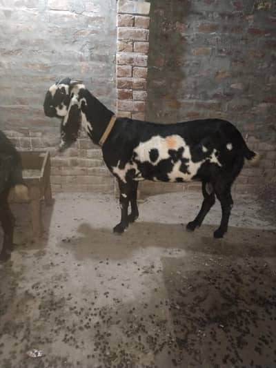 vip pure shiwal ki bakrya for sel ha jis Bhi ko chye whi rabta kary