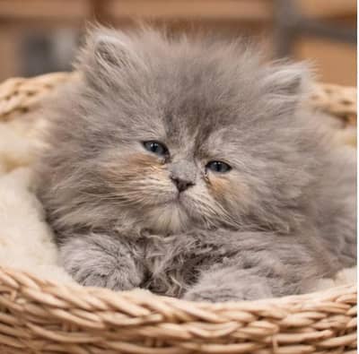 Pure Persian Kitten – Punch Face – Home Available