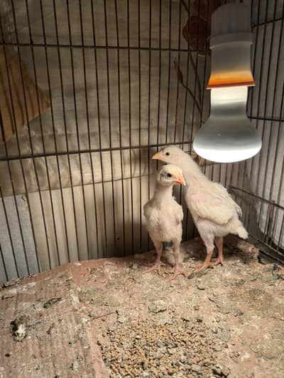 White Aseel chicks pair