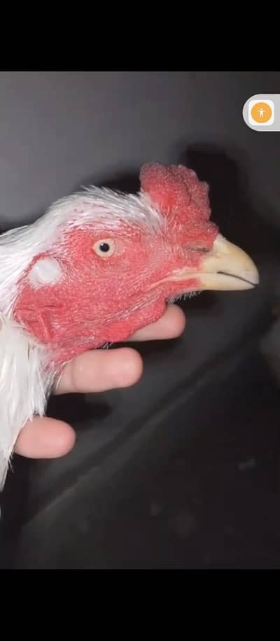 heera boska breeder aseel murga for sale high quality