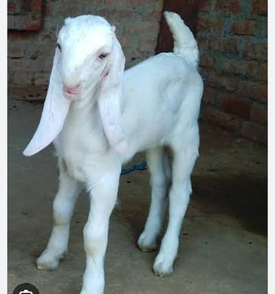 goat for sale rajanpuri