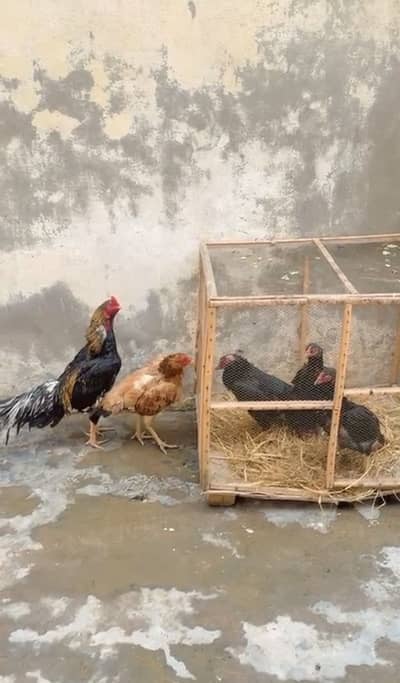 Mianwali Aseel kg k hisab sa