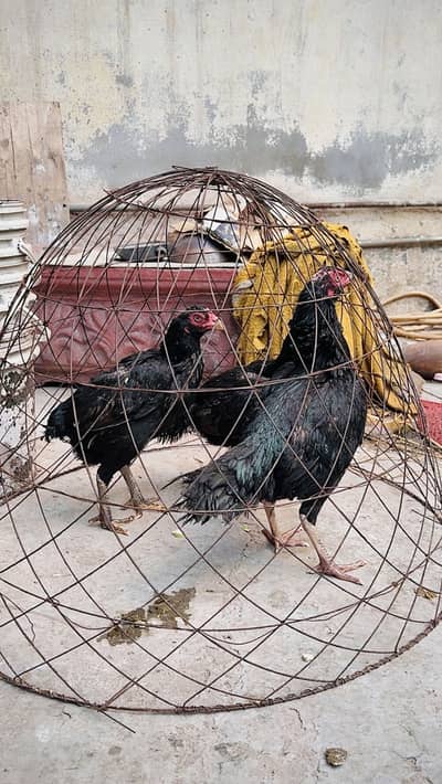 Mianwali Aseel kg k hisab sa