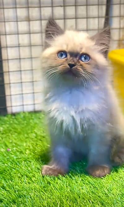 Persian | Cat baby | kittens | fluffy Low price   0Ʒ458786ᴥ୨7 ωᗩŤ$P