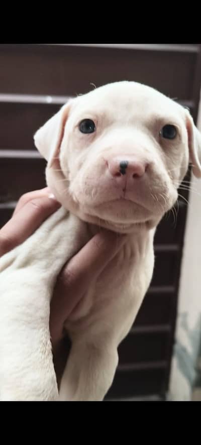 Gultair puppies available