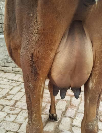 cow 1st timer 03459752637