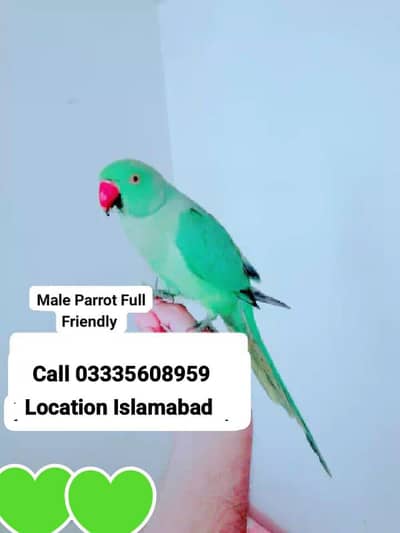 Hand Tamed Full Friendly Green Ring Neck Male Parrot Jumbo Size