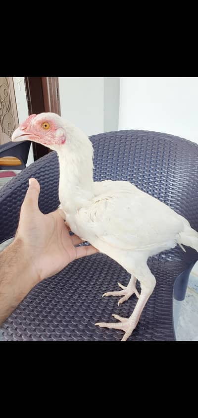 Heera Aseel pathy for sale