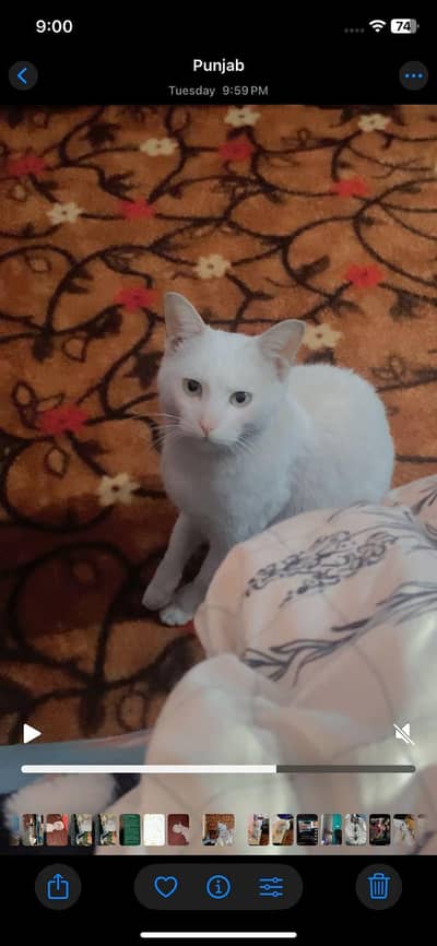 Turkish Angora mix white cat with green eyes