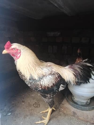 Saray Lenge to 29k  aur single single 11k aur 10k