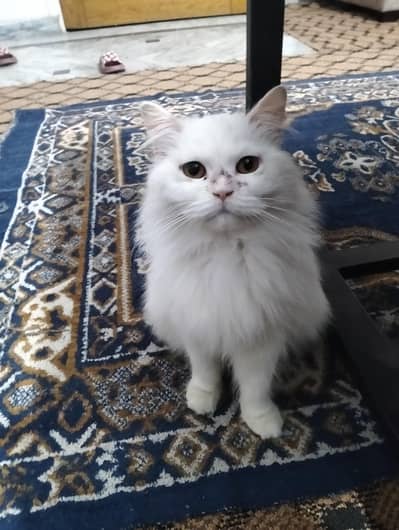 female Persian cat