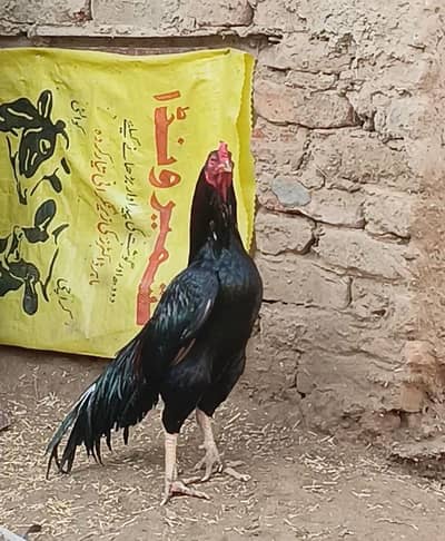 Aseel MianWali One Eye Breeder