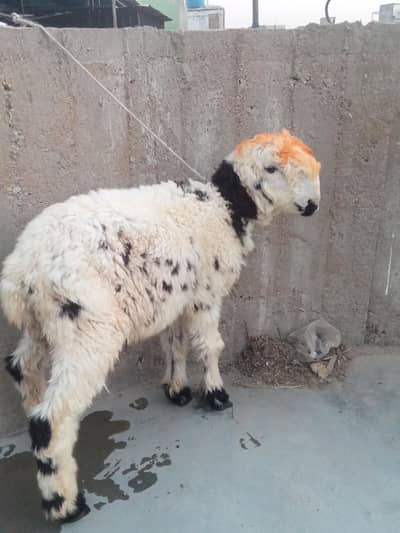 3 30 mahine ka dumba hai bahi bilkul okay hi dumba