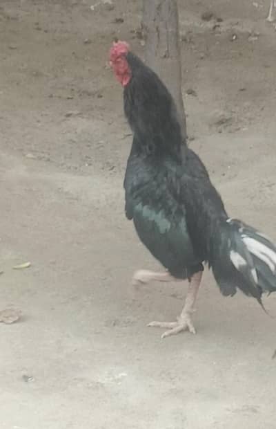 bahot hi acha murgha Hy mushka lasani