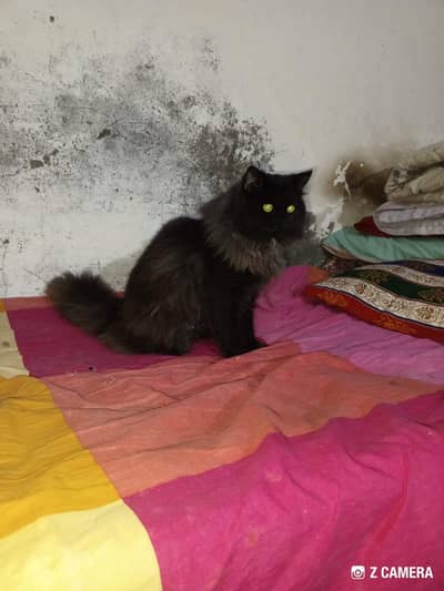 back persion male for sale